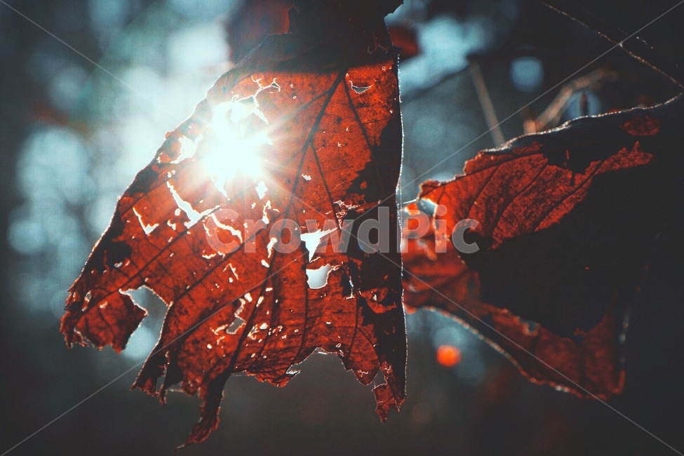 감성사진,색감,나뭇잎,태양,응용,가을,계절,fall,autumn,season,식물,자연,plants,nature,감성,sensible,feeling,휴식,힐링,rest,relaxation,healing,light,빛,flare,플레어