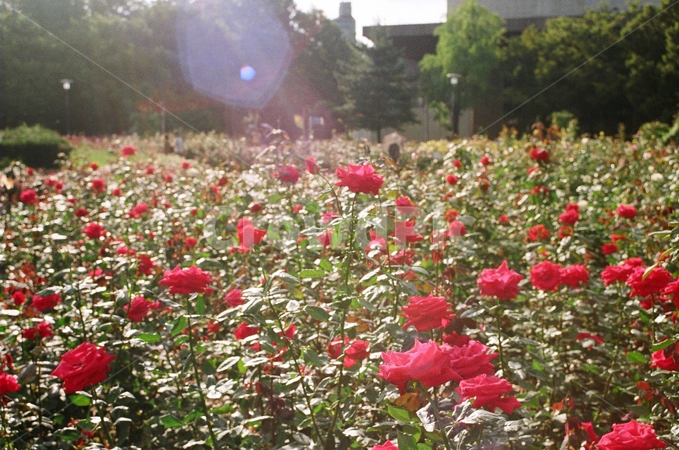 flower,blossom,꽃,rose,장미,감성,sensiblefeeling,야외,계절,season,식물,자연,plants,nature,필름,film,빨강색,빛,따스함,식물,자연,plants,nature,꽃,flower