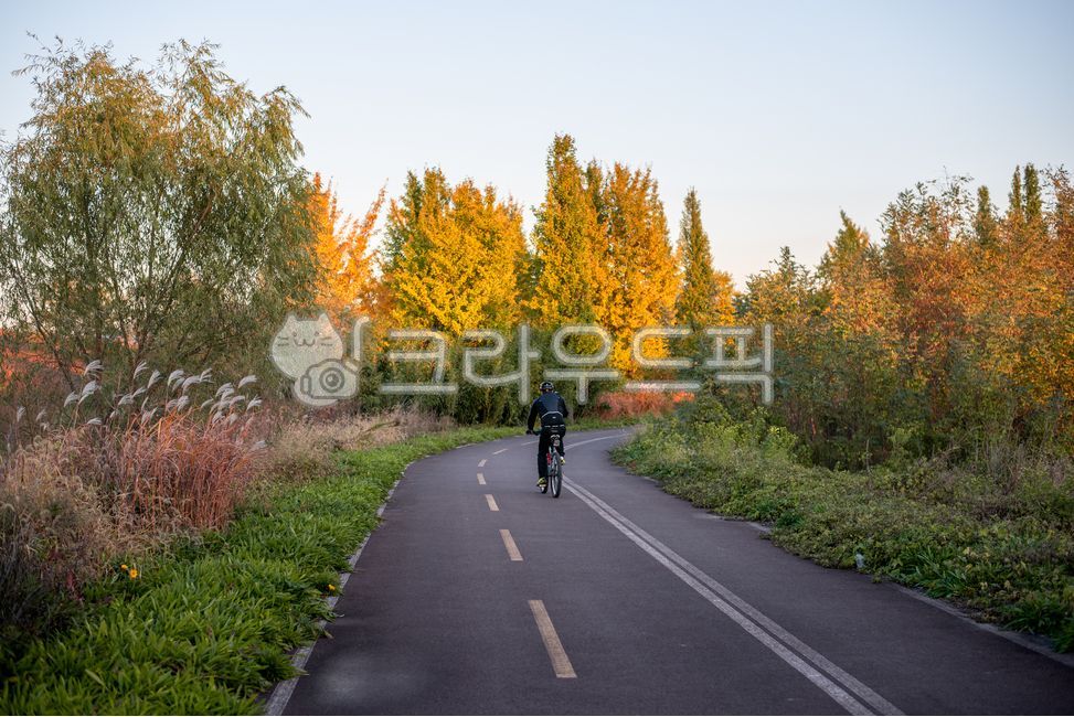 자전거,자전거길,라이더,라이딩,운동,취미,길,공원,산책,은행나무,풀,식물,나무,아침,숲,사람