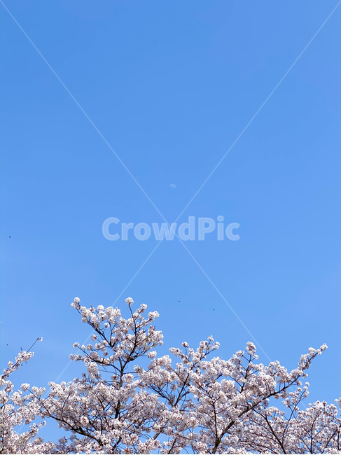 plant,식물,꽃,blossom,cherryblossom,pink,sky,moon