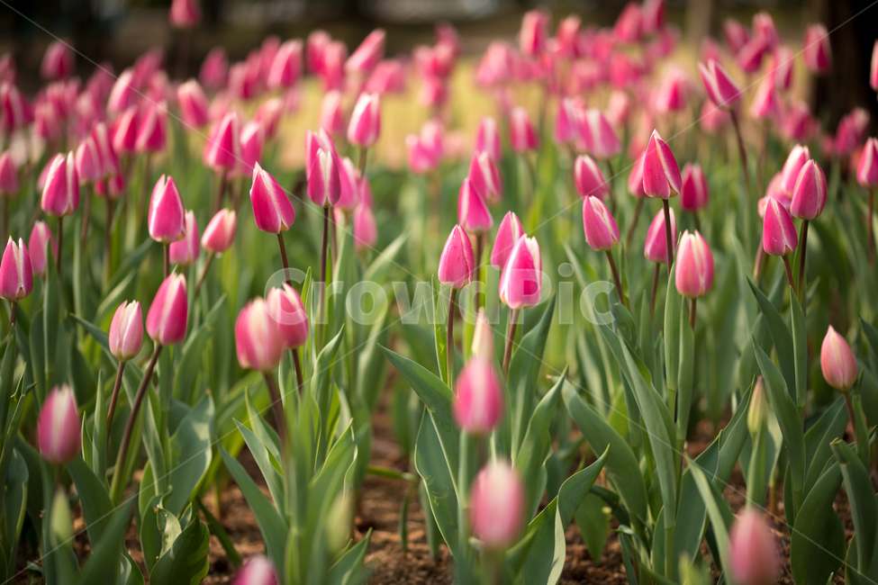 튤립,꽃,봄,봄꽃,식물,야외,실외,봄,계절,spring,season,식물,자연,plants,nature,꽃,flower,plant