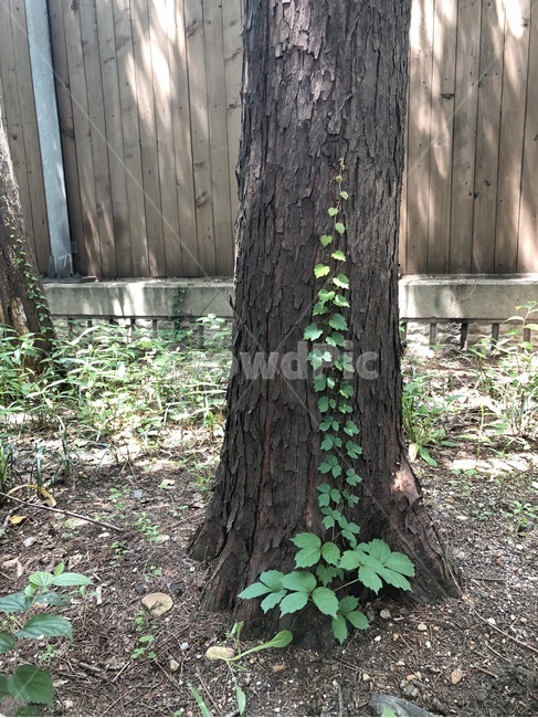 나무,담쟁이넝쿨,식물,자연,빛,햇빛,초록,tree,plants,nature,light,sunlight,green,ki,shokubutsu,hikari,hizashi,midori,식물,자연,plants,nature,나무,trees,wood