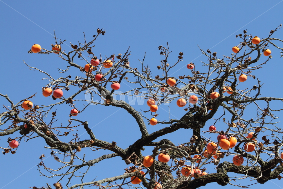 감,홍시,반시감,가을,persimmon,식물,자연,plants,nature,나무,trees,wood,과일,열매,fruit