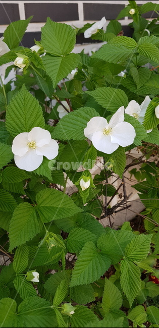 병아리꽃나무,대대추나무,rhodotyposscandens,5월,하얀꽃