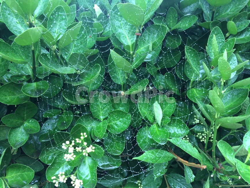 여름,장마,거미,거미줄,비,나무,자연,곤충