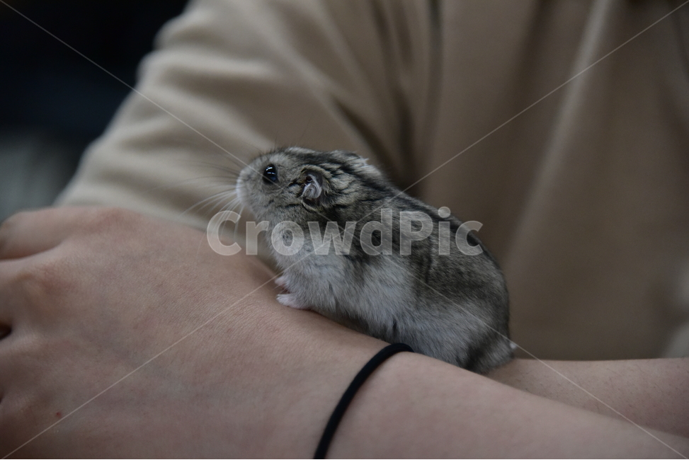 햄스터,동물,애완동물,포유류,펫,귀여움,귀여운,hamsters,mammals,pets,pet,cute,동물,animal,포유류,mammal