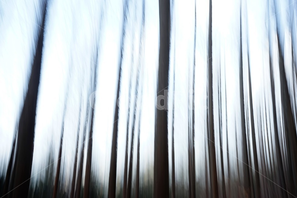 장노출,메타세콰이어숲,나무,자연,환상적,몽환적,배경사진,trees,nature,shutterspeed,longexposure,fantastic,자연,풍경,nature,landscape