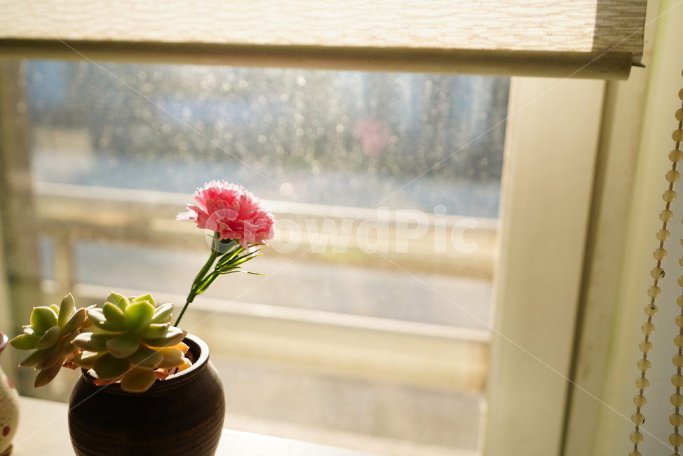 빛,화분,식물,꽃,플라워,취미,느낌,감성,창,창가,생명,생물,꽃,flower,실내용화초,화분,화초,house plant