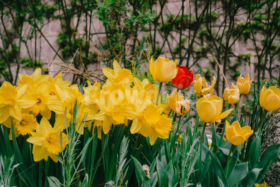 봄,꽃,튤립,tulip,감성사진,노란꽃,yellowflower,yellowtulip