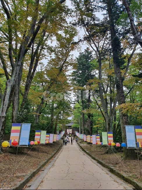 tree,나무,plant,식물,outdoors,옥외,숲속,현수막,도로,길,하늘,초록색,흙,숲,잎,단풍,땅,해인사,해인사입구,가야산