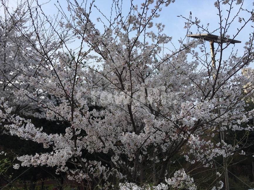 벚꽃,꽃,flower,blossom,자연