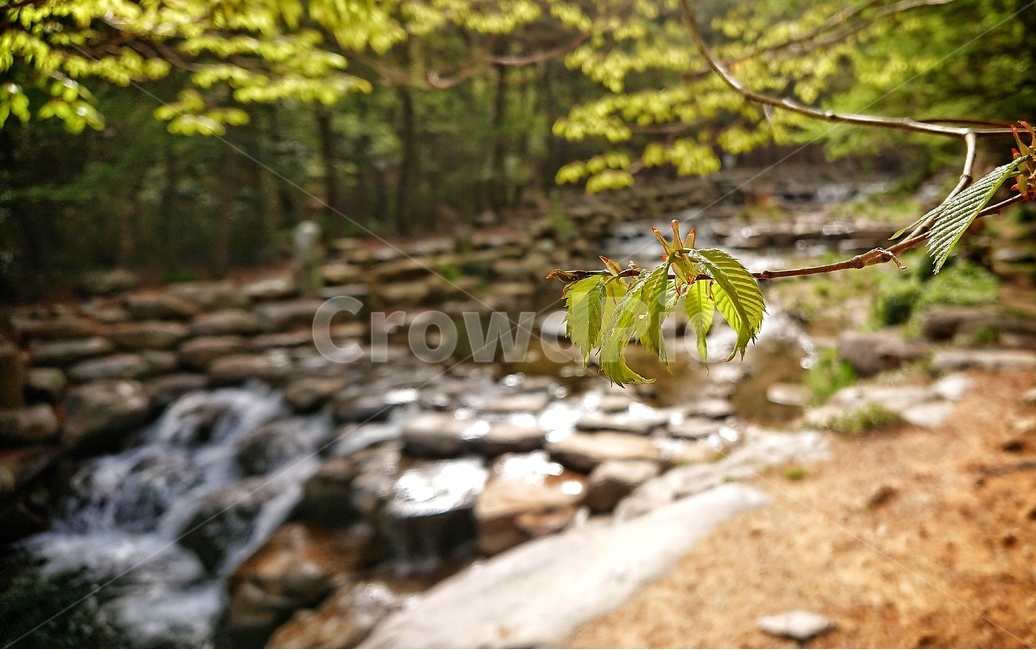 봄,산행,봄꽃,봄바람,싱그러움,프레쉬,산책,초록,나무,숲,숲속,힐링,식물,자연,plants,nature