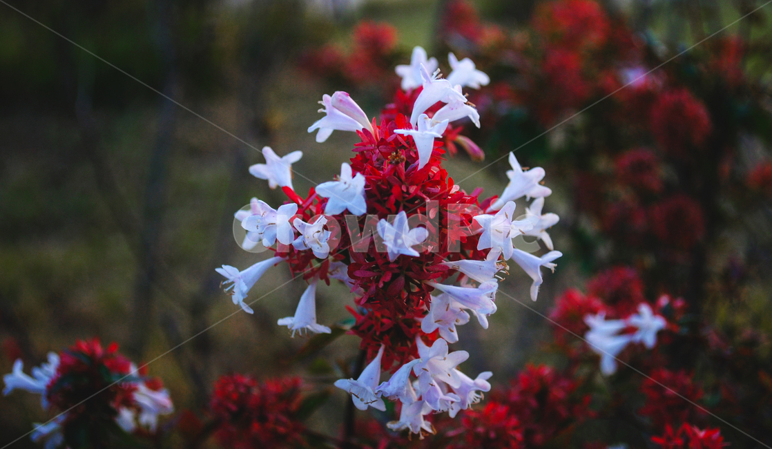 꽃,자연,식물,flower,plants,nature,야생화,들꽃,아벨리아,꽃댕강나무,탄생화,가을꽃,abelia,관목,빈티지,추운,어두운,스산한,붉은색,빨강,빨간색꽃,하얀꽃,식물,자연,plants,nature,꽃,flower