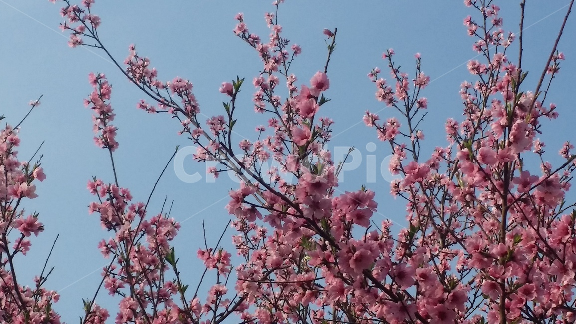 봄,cherryblossom,꽃,벚꽃,pink,분홍,식물,자연,plant