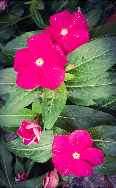 봄,봄꽃,화분,화초,레드,식물,자연,plants,nature,꽃,flower