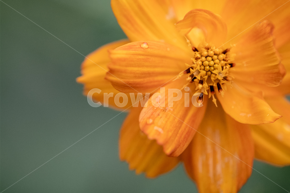 plant,식물,pollen,꽃,flower,식물,자연,plants,nature,꽃,flower