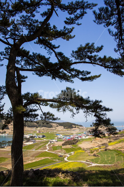 청산도,소나무,풍경,둘레길,힐링,유채밭,고향,여행,감성,추억,자연,풍경,nature,landscape,한국자연풍경,한국자연경관,korea nature landscape,시골,마을,country,rural,town,식물,plants,나무,trees,wood,tree,plant,tree trunk,나무 줄기