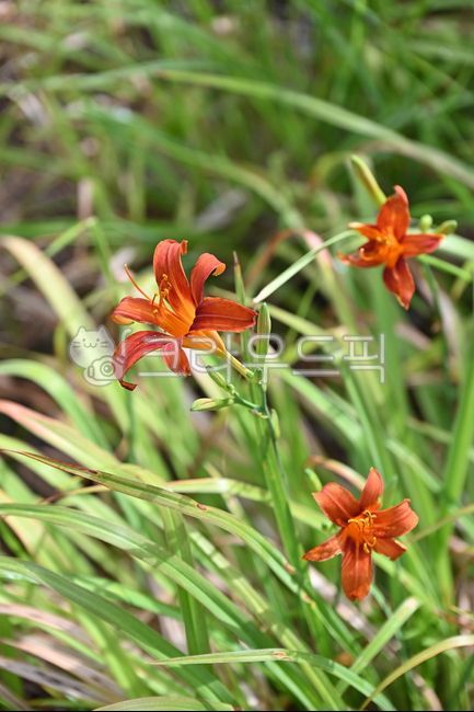 원추리,꽃,여름,넘나물,백합과,식물,자연,plants,nature,flower,daylily,lily