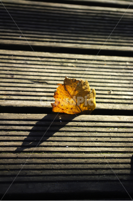 가을,나뭇잎,낙엽,식물,plant,자연,nature,감성,가을,계절,fall,autumn,season,leaf,잎