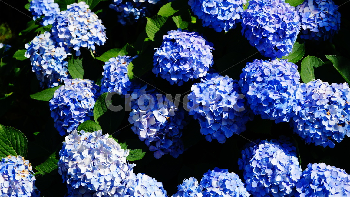 수국,수국꽃,꽃,꽃길,식물,식물,자연,plants,nature,꽃,flower