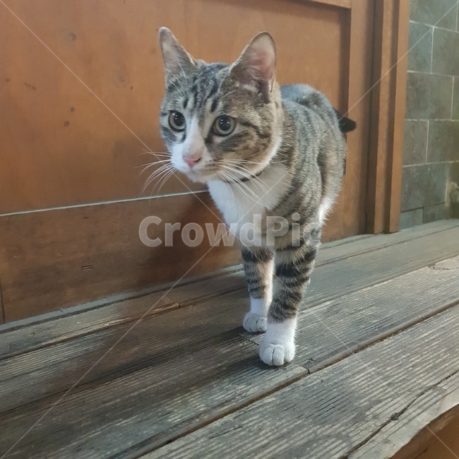 길고양이,고양이,고등어고양이,줄무늬고양이,고양이앞모습,귀여운고양이