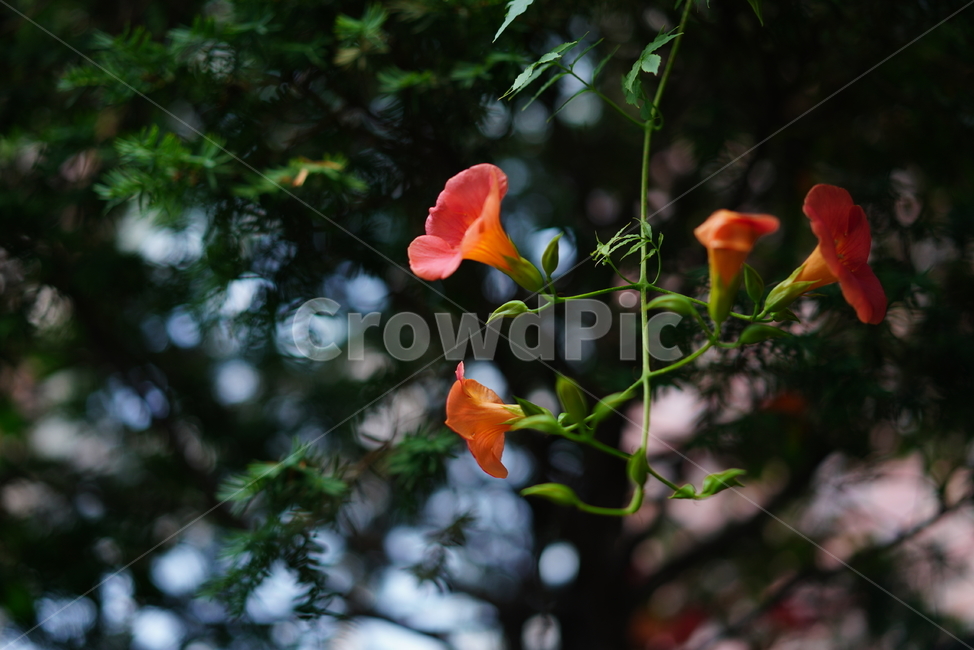 능소화,꽃,플라워,색감,주황,식물,생물,생명,flower,컬러