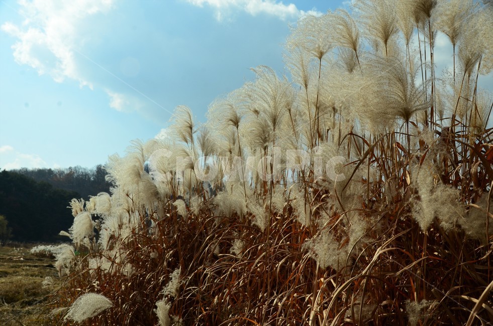 억새밭,억새,억새꽃,벼과,가을,자연풍경,한국풍경,자연,식물,가을,계절,fall,autumn,season,식물,자연,plants,nature,grass,잔디,plant,lawn,reed,갈대