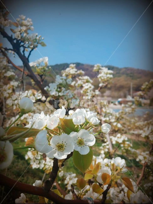 과수원,감꽃,봄꽃,꽃,꽃나무,농촌,시골