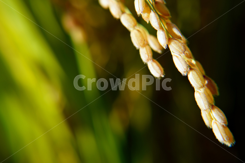 벼,벼농사,논,쌀,벼재배,곡식,농업,농사,agriculture,farming,farming industry