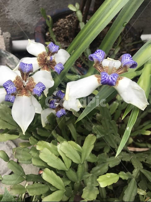꽃,봄,플라워,화이트,퍼플,식물,자연,plants,nature,꽃,flower