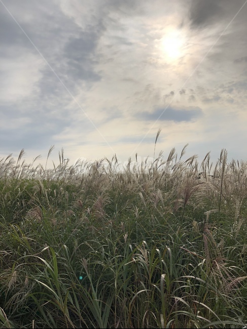 갈대,억새,하늘공원,마포,상암,억새축제,석양,노을,저녁하늘,가을,계절,fall,autumn,season,grass,잔디,plant,식물,lawn,reed