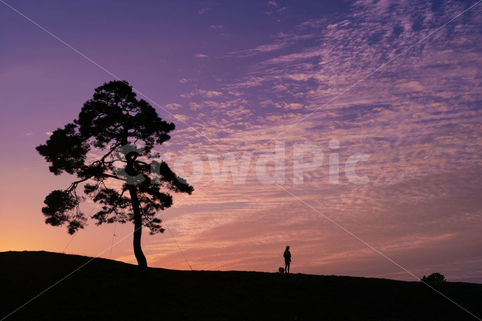 사람,동물,개,풍경,노을,자연,풍경,nature,landscape,식물,plants,나무,trees,wood,사람,인물,인간,human,person,인물실루엣,사람실루엣,character silhouette,human silhouette,색깔,색상,색채,색감,color sense,color sensitivity,feeling of color,tree,plant,outdoors,옥외