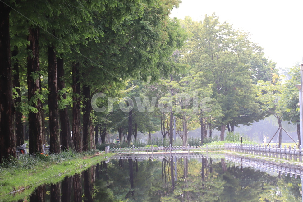 반영,나무,반사,호수,물,tree,water,lake,식물,녹색,green,야생,울타리,가지