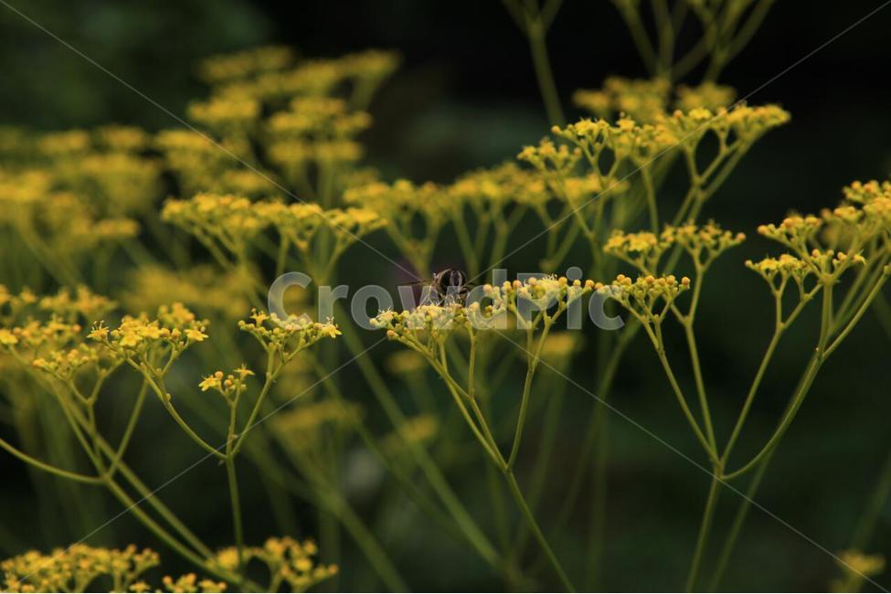 식물,꽃,식물원,화초,자연,식물,자연,plants,nature,꽃,flower,동물,animal,곤충,벌레,insect,bug