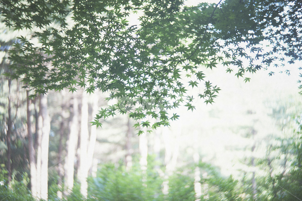 plant,tree,식물,나무,단풍,자연,풍경,nature,landscape