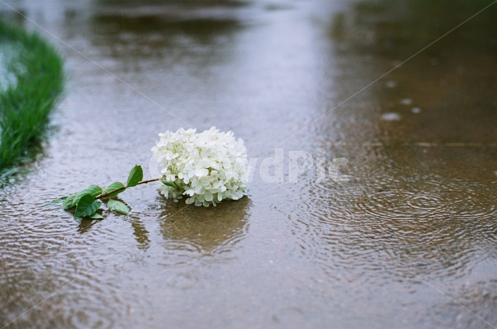 비사진,수국,여름꽃,8월,비오는날,여름,rainyday,땅수국,하얀꽃,야생화,식물,자연,plants,nature,꽃,flower,비,비오는날,rain,rainy