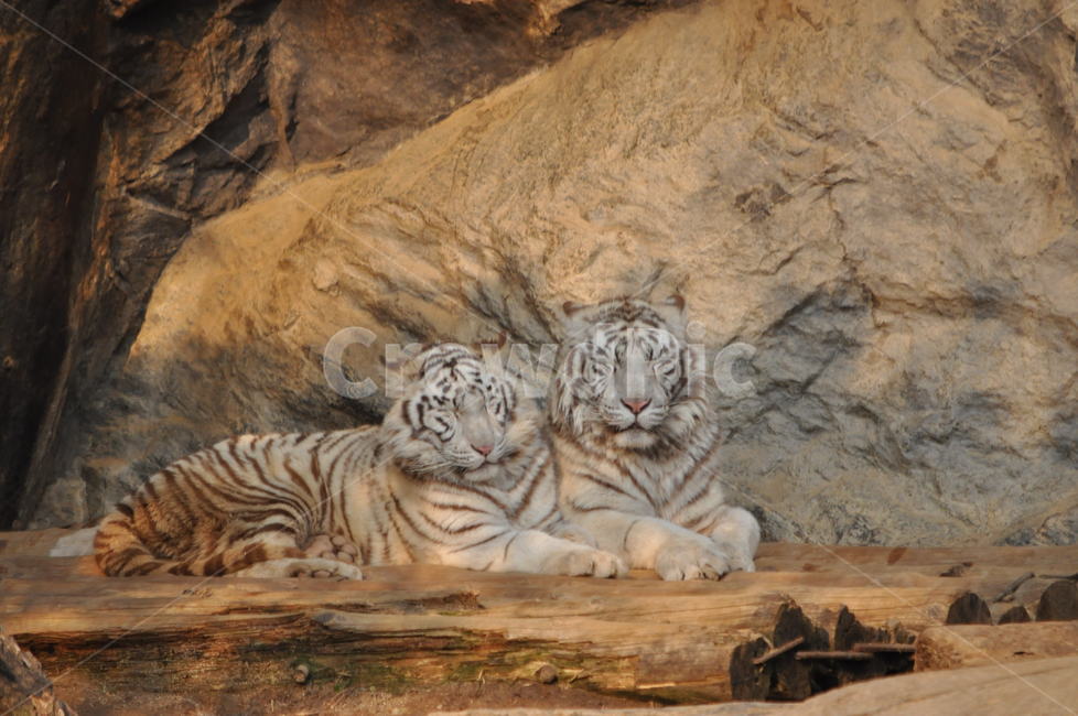 tiger,호랑이,야생생물,wildlife,animal,포유류,동물,animal,포유류,mammal