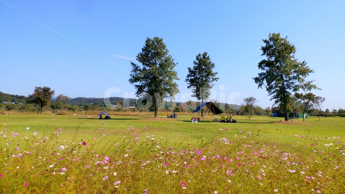 공원,outdoors,옥외,grassland,field,들,nature,자연,countryside,farm,농장,rural,농촌,meadow,목초지,코스모스,cosmos
