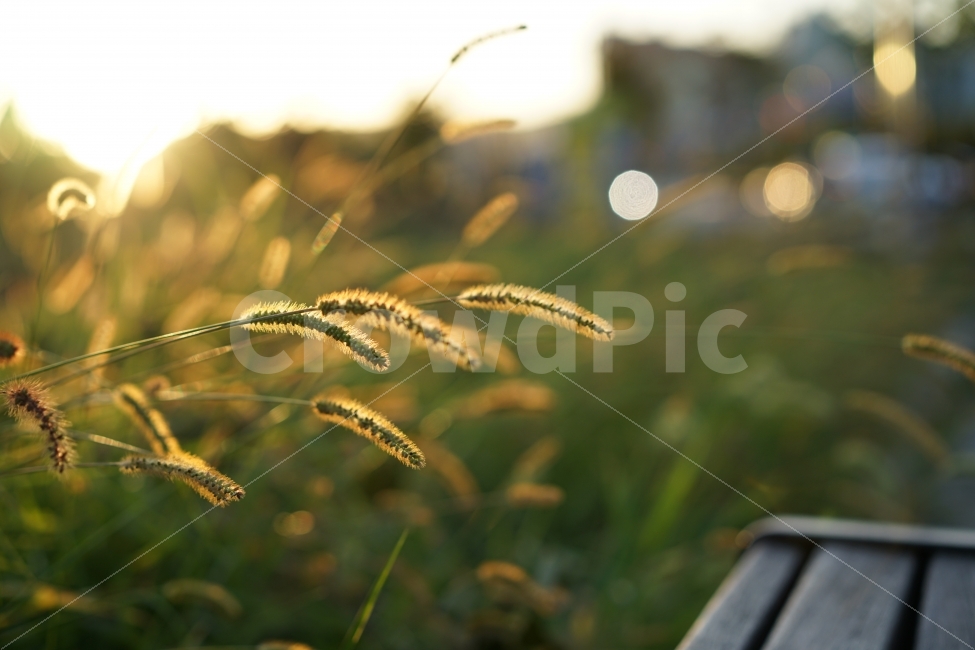 강아지풀,풀,식물,감성,감성사진,풍경,풍경사진,생명,그린,느낌,감성샷,자연,가을,햇볕,빛,식물,자연,plants,nature,휴식,힐링,rest,relaxation,healing,감성,sensible,feeling
