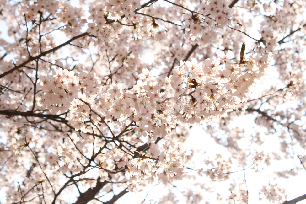 벚꽃,꽃,자연,나무,봄,봄,계절,spring,season,식물,자연,plants,nature,꽃,flower,plant,blossom