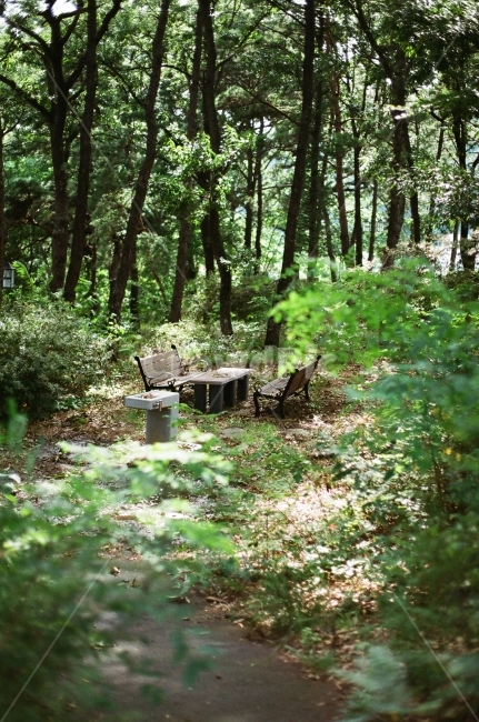 산책로,쉼터,등산,뒷뜰,뒷동산,쉬기,쉬었다가기,산속,여름,필름,자연,풍경,nature,landscape,휴식,힐링,rest,relaxation,healing,vegetation,초목,plant,식물,woodland,삼림지,forest,숲,tree,나무,outdoors,옥외,land,땅,grove,작은 숲,ground,바닥