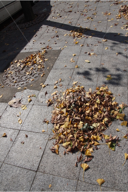 가을,거리,풍경,낙엽,하트,가을,계절,fall,autumn,season,path,통로