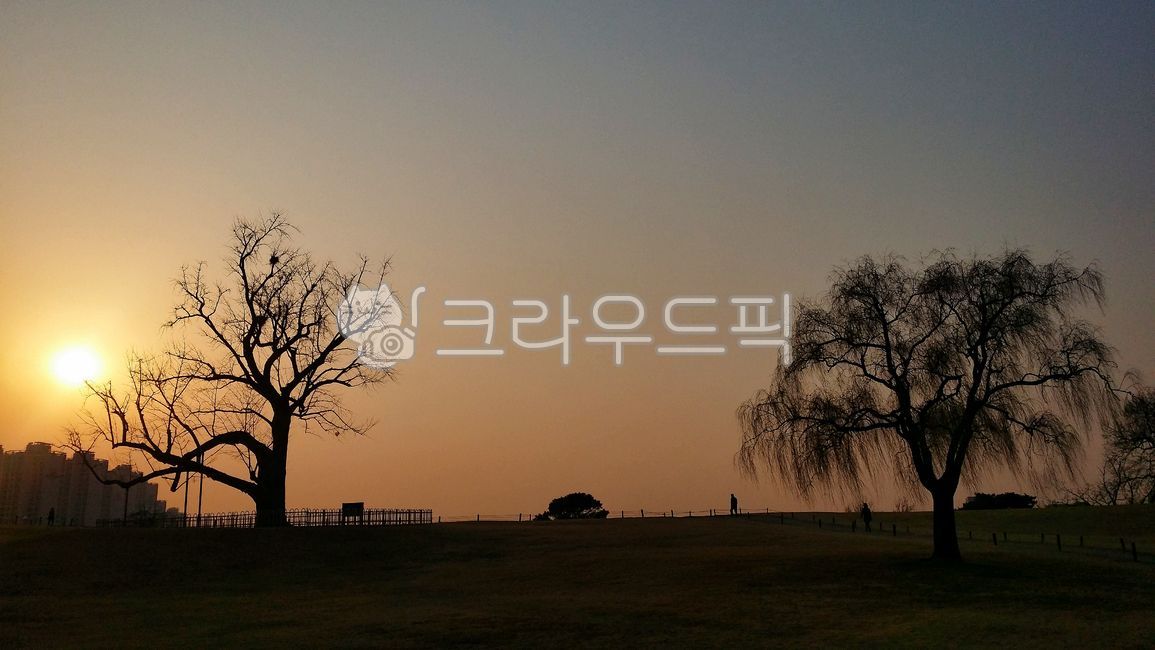 tree, 나무, nature, 자연, outdoors, 사진,이미지,일러스트,캘리그라피 - DownhillerDH작가