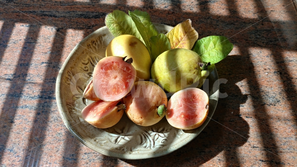 식물,구아바,열대과일,좋은향기,남가주,뒷마당,가을볕,guava,tropicalfruit,sweetscent,autumnsunlight,California,음식,식재료,요리,food,cook,meal,dishes,food reserves,과일,열매,fruit