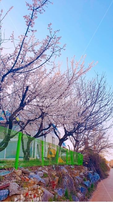봄,벚꽃,산책,길,돌