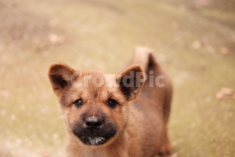 강아지,동물,개,시골,귀농,농사,누렁이,새끼,동물,animal,포유류,mammal,개,강아지,dog,doggy