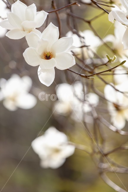 목련,백목련,고귀함,봄맞이꽃,봄에피는꽃,magnoliakobus,noble,springflower