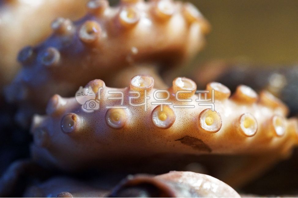 문어,데친문어,삶은문어,식재료,돌문어,문어회,해산물,요리,음식,식재료,요리,food,cook,meal,dishes,food reserves