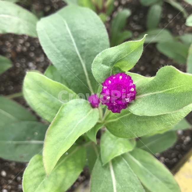 천일홍,천날살이풀,GloveAmaranth,꽃,보라꽃,비름과,한해살이풀,약재,꽃차,식물,Flower,드라이플라워,식물,자연,plants,nature,꽃,flower