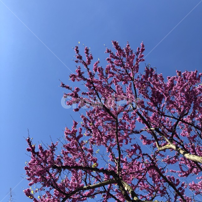 푸른하늘,꽃,감성사진,봄,flower,bluesky,봄,계절,spring,season,식물,자연,plants,nature,꽃,flower,나무,trees,wood,plant